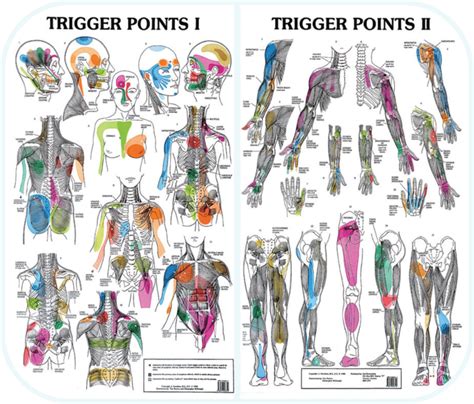 Trigger Point Locations Chart