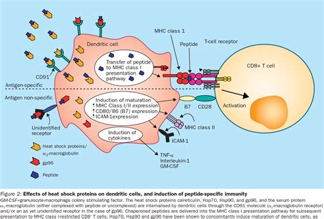 Figure From Heat Shock Proteins As Regulators Of The Immune Response