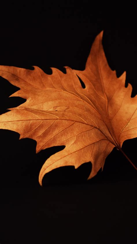 Brown Leaves Wallpapers Top Free Brown Leaves Backgrounds