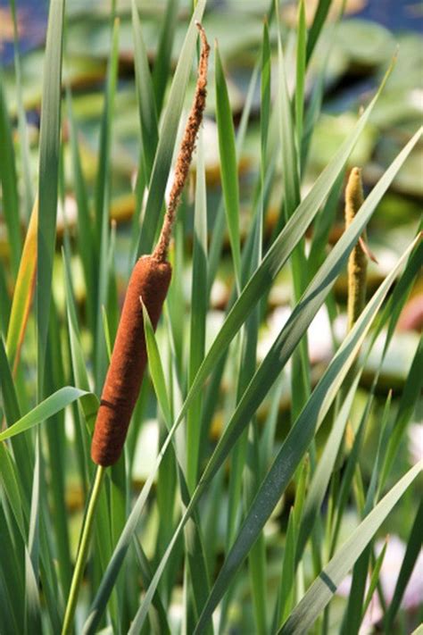 Cattails Are Possibly The Most Common Wetland Plant In North America