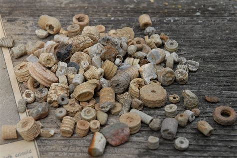 Crinoid Indian Beads Fossils artifact Lot 17