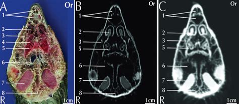 AVian skull CT dorsal view B&G macaw at level or nares Diagram | Quizlet