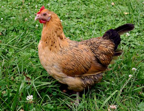 happy hen  hen house