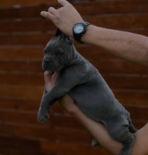 Donde Comprar Un Perro Cane Corso En Zamora Y Criadores De Cane Corso