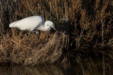 Oiseaux St Nazaire Joan Hernandez Mir Flickr