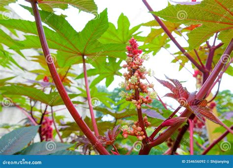 Ricinus communis flower stock photo. Image of garden - 254656092