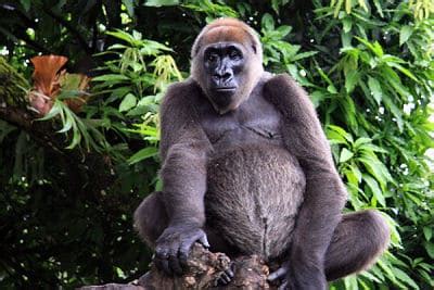 Cross River Gorilla - A-Z Animals