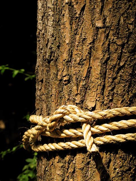 Rope Around Tree Flickr Photo Sharing