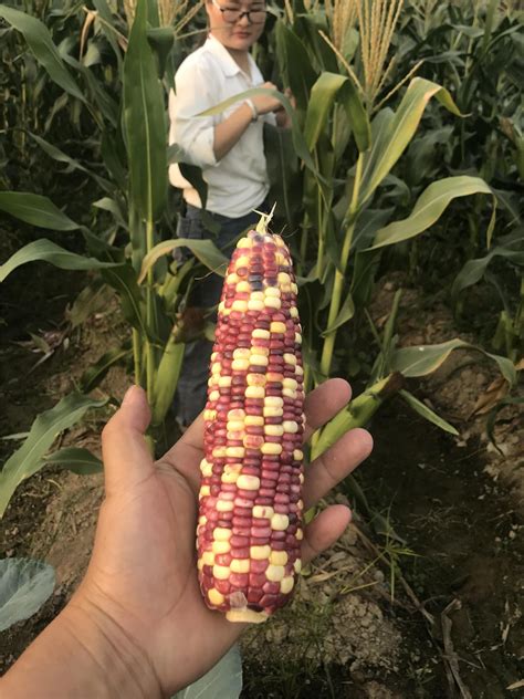 Good Quality Hybrid Sweet Waxy Colorful Corn Seeds For Sale China