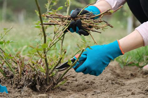 Taillez ces 3 arbustes avant les premières gelées pour une floraison