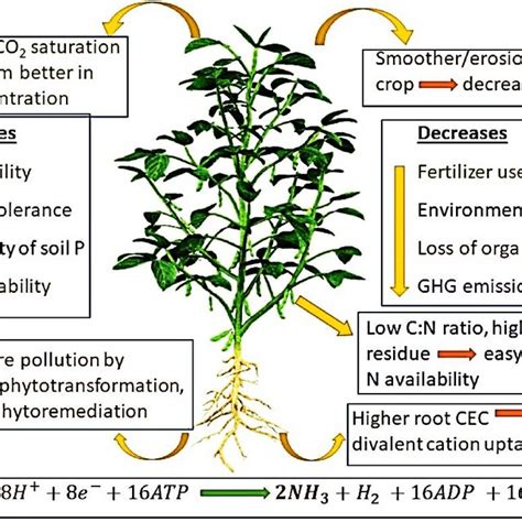 Important characteristics of legume crops. | Download Scientific Diagram