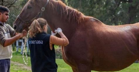 Encefalitis Equina Confirmaron Casos En El Pa S De Santa Fe Y Un