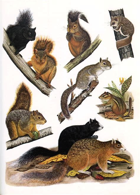 Squirrels Plate 4 The Mammals Of Louisiana And Its Adjacent Waters