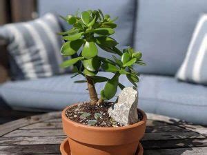 Feng Shui Aprenda A Usar A Energia Das Plantas A Seu Favor E Mude Sua Vida