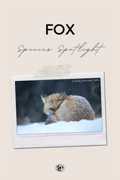 Species Spotlight: Foxes