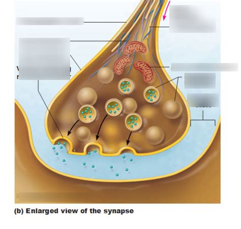 Structure Of Motor Neuron Hot Sex Picture