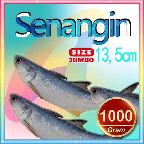 Jual Ikan Senangin Size Jumbo Panipahan Seafood Segar Bagan Siapi Api