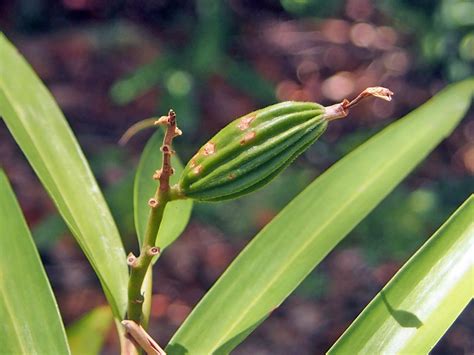 Alpinia Oxymitra Zingiberaceae Image At Phytoimages Siu Edu