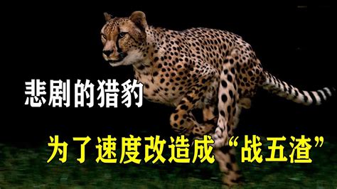 悲剧的猎豹，为了速度自我改造成“战五渣”，还经常被狮子猎杀 Youtube