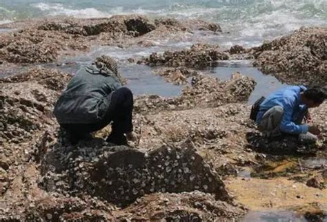 秦皇岛哪里可以赶海 赶海最好的地方推荐旅泊网