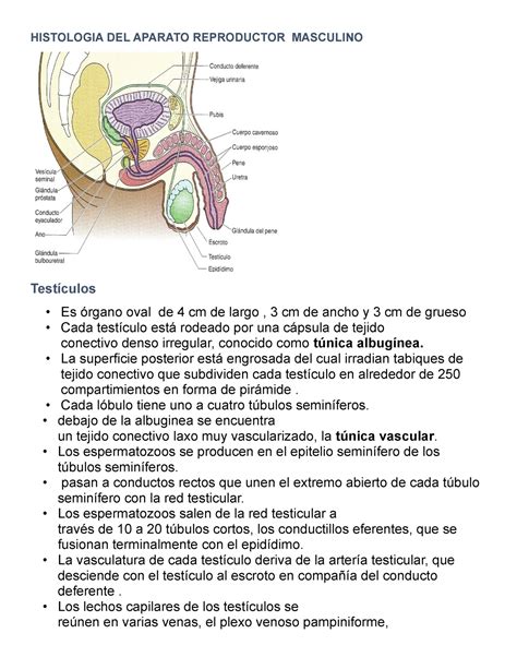 Histologia DEL Aparato Reproductor Masculino HISTOLOGIA DEL APARATO