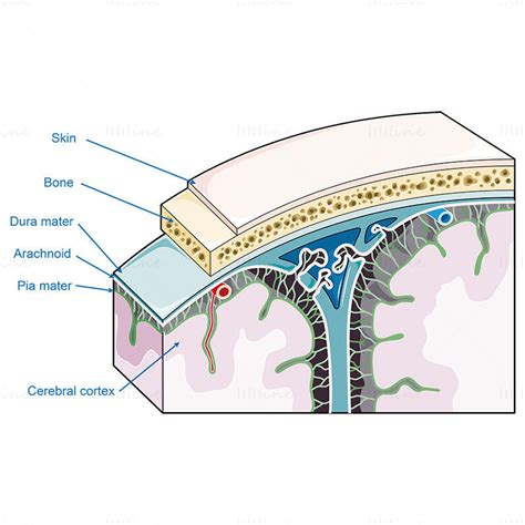 Meninges Vector Scientific Illustration