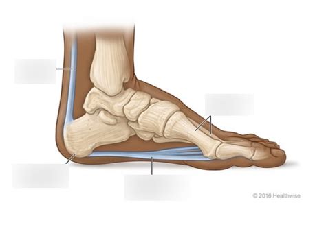 Os Calcis labeled anatomy #3 Diagram | Quizlet