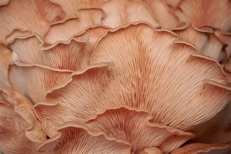 Pink Oyster Mushroom Grow Kit Ruby Creek Mushrooms