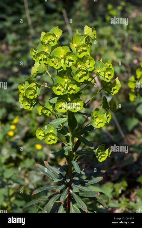 Madera Euphorbia amygdaloides spurge flores de verde ácido contra las