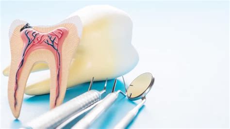 Surgical Vs Non Surgical Root Canal Therapy York Hill Endodontics