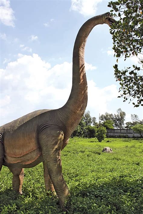 Massive Brachiosaurus Dinosaur Statue The Green Head