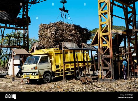 Workers At A Busy Sugar Cane Processing Factory Using Trucks And Trains