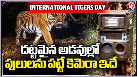 Nagarjuna Sagar Srisailam Tiger Reserve Officials Captured Tiger S