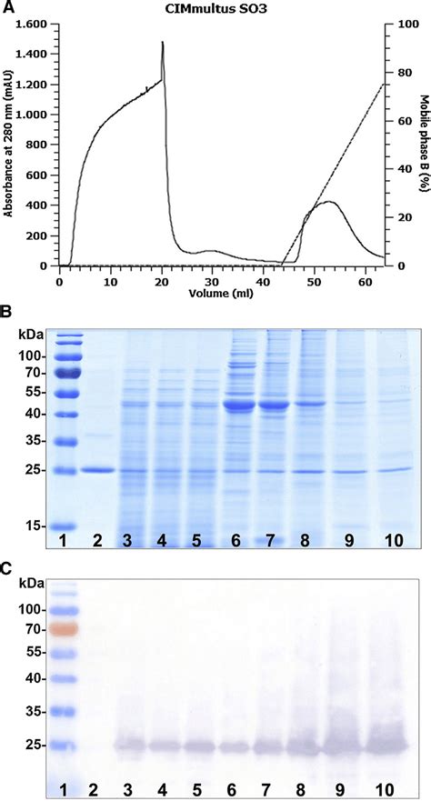 Purification Of PCV2 Cap VLPs On A CIMmultus SO3 Monolithic Column A