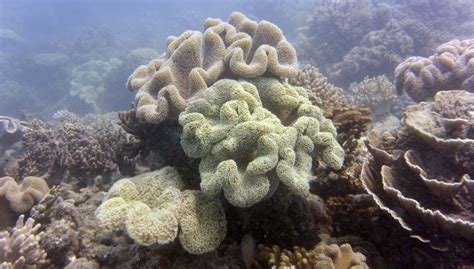 australias great barrier reef suffers extreme coral bleaching cnn