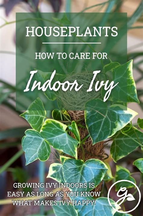 Ivy plant indoor – Artofit