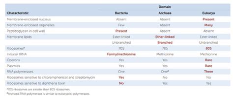 Module 1 - microbial evolution Flashcards | Quizlet 