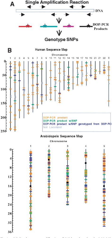 Figure 1 From Genome Complexity Reduction For Snp Genotyping Analysis