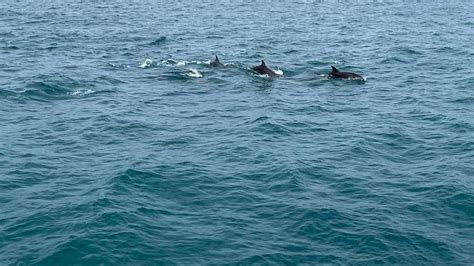 Ballenas Dénia Avistan 5 ejemplares y dos grupos de delfines