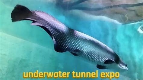 Beautiful Underwater Tunnel Expo Exhibition In Vizag Youtube