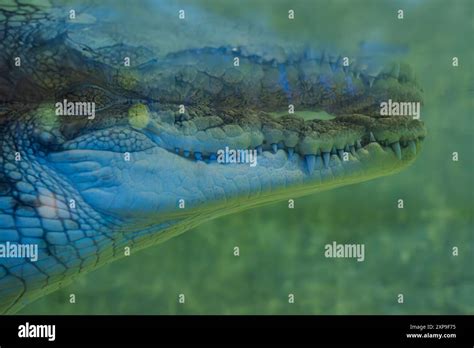 crocodile teeth underwater crocodile teeth crocodile underwater