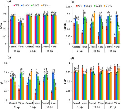 Analysis Of Chlorophyll Fluorescence Parameters Of WT C1 C4 C2 C3 And