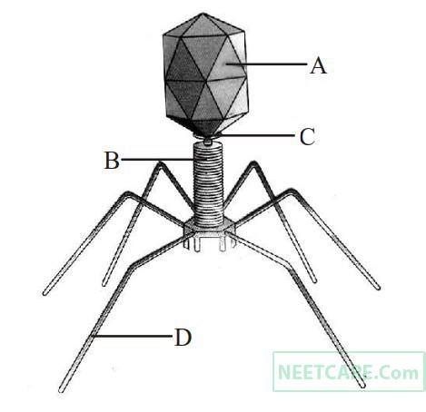 AIPMT 2010 Mains | Biological Classification Question 69 | Biology ...