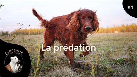 La Pr Dation Chez Le Chien Formation En Ligne Sur Cynopolis Fr Youtube