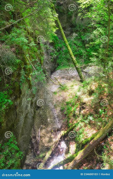 Wilderness In Velky Sokol Gorge In The Slovak Paradise During Summer