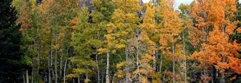 Ebbetts Pass Scenic Byway Sierra Nevada Scenic Route Arnold To