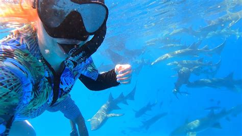 Mi Viaje A Maldivas Nadando Con Tiburones Delfines Entre Azules