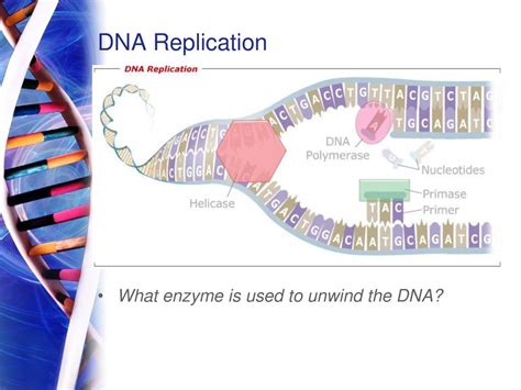 Dna Replication Key Concepts What Are The Steps In Dna Replication Ppt Download