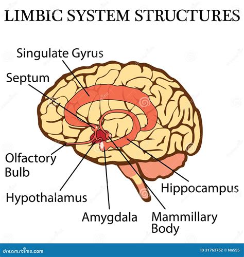 Hersenen Limbic Systeem Vector Illustratie Illustration Of Mening