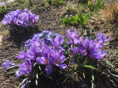 Крокус (67 фото): что это за растение и как выглядит садовый шафран ...